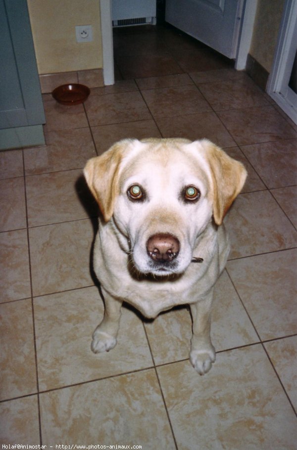 Photo de Labrador retriever