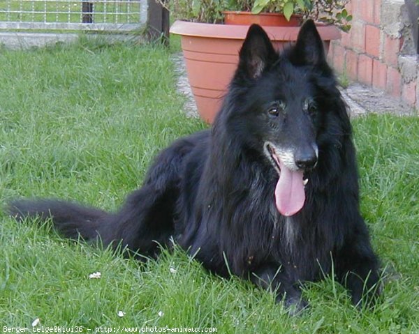 Photo de Berger belge groenendael