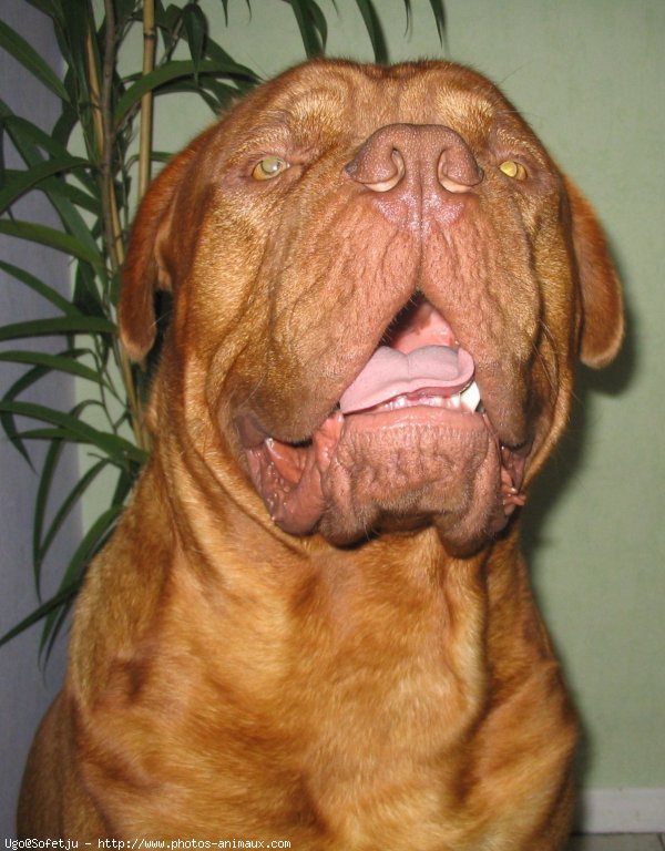 Photo de Dogue de bordeaux