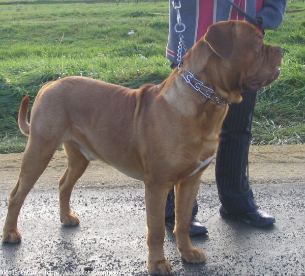 Photo de Dogue de bordeaux