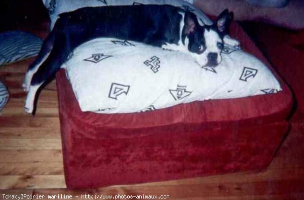 Photo de Bull terrier miniature