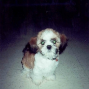 Photo de Shih tzu