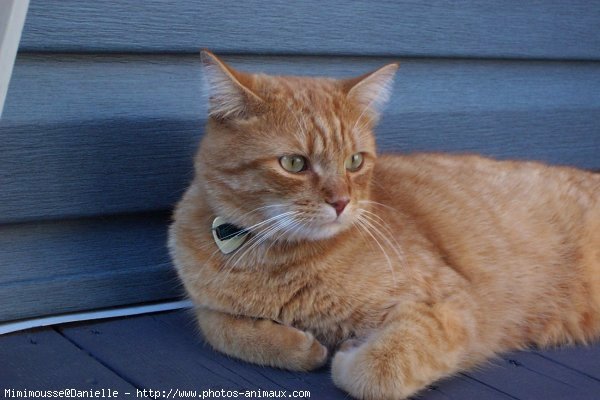 Photo de Chat domestique