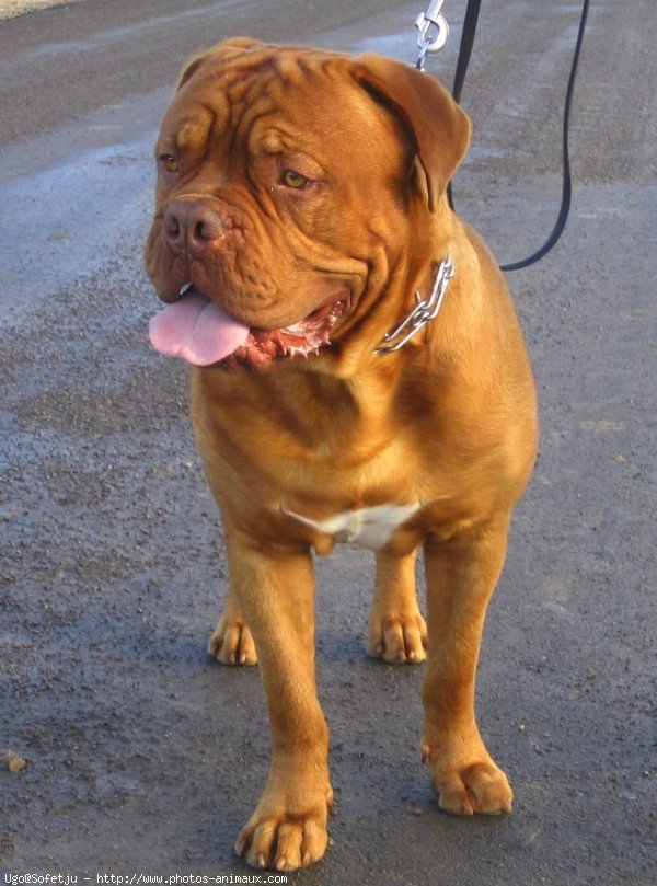 Photo de Dogue de bordeaux