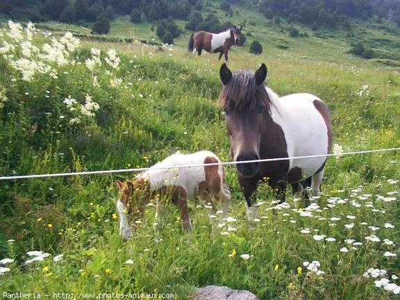 Photo de Poney franais de selle