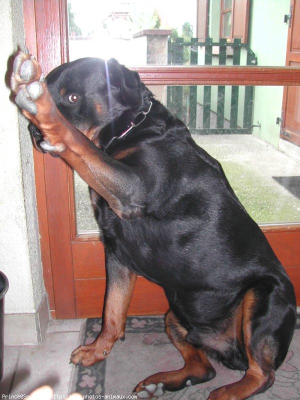 Photo de Rottweiler