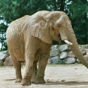 Photo d'Elphant d'afrique