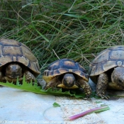 Photo de Tortue