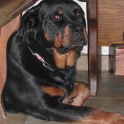 Photo de Rottweiler