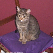 Photo d'Ocicat