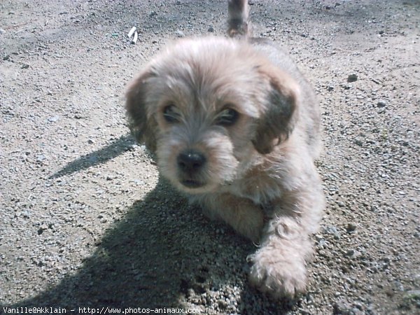 Photo de Griffon fauve de bretagne