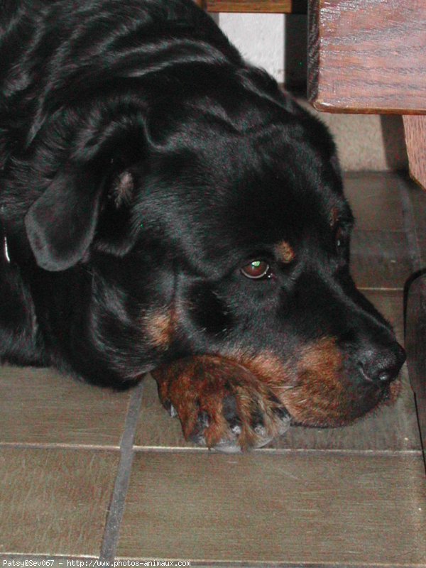 Photo de Rottweiler