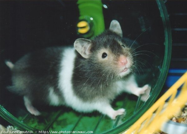 Photo de Hamster