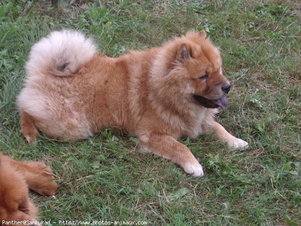 Photo de Chow chow