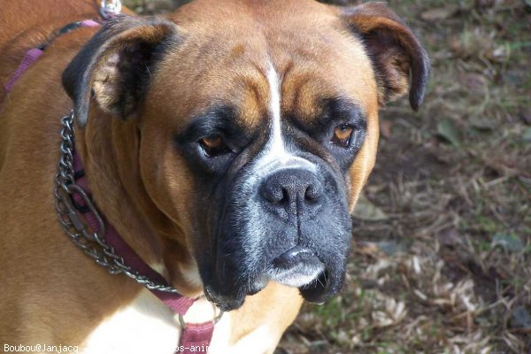 Photo de Boxer