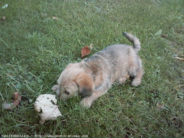 Photo de Griffon fauve de bretagne