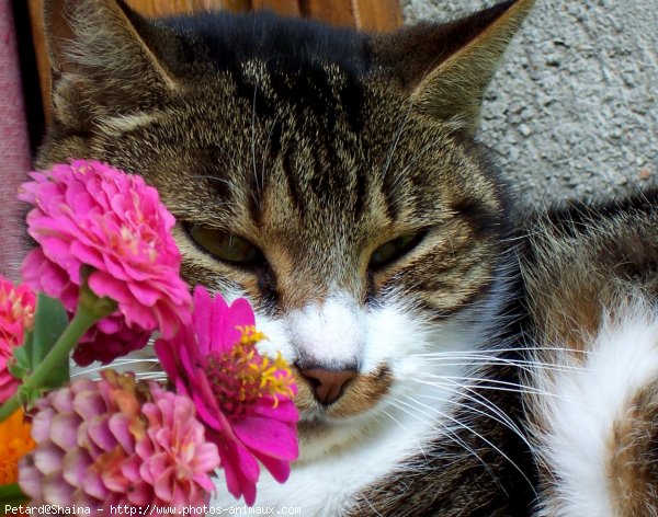 Photo de Chat domestique