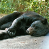 Photo d'Ours