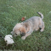 Photo de Griffon fauve de bretagne