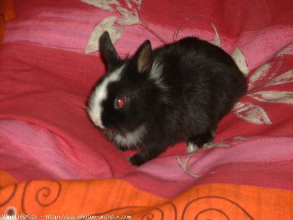 Photo de Lapin