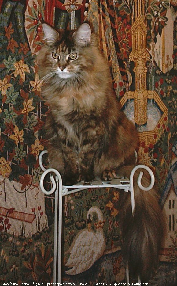 Photo de Maine coon