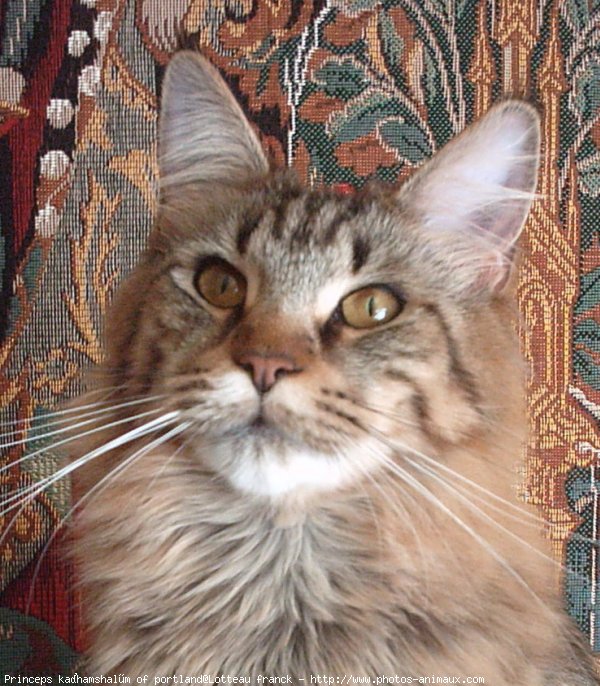 Photo de Maine coon