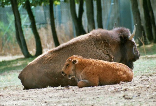 Photo de Bison