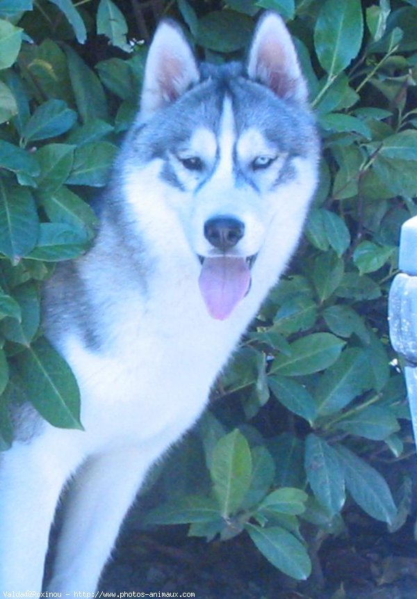 Photo de Husky siberien