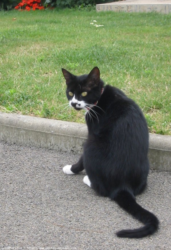 Photo de Chat domestique