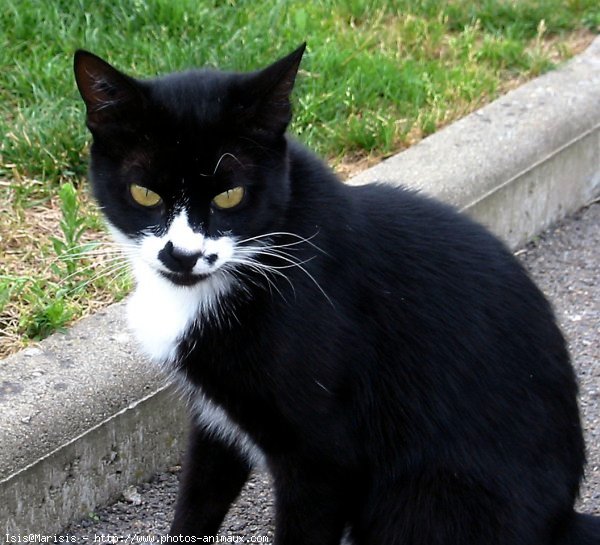 Photo de Chat domestique