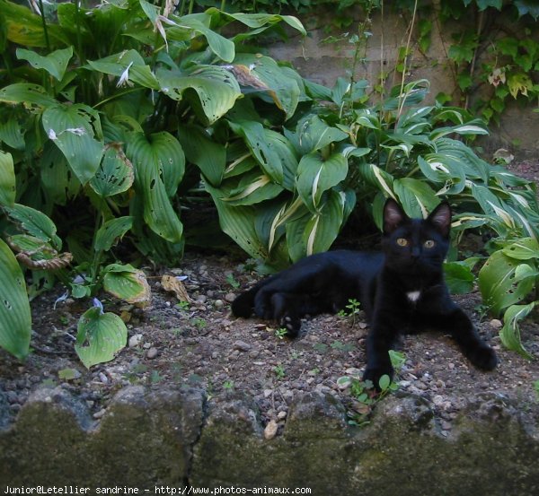 Photo de Chat domestique