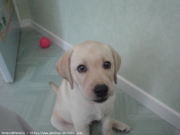 Photo de Labrador retriever