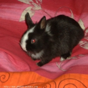 Photo de Lapin