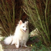 Photo de Spitz moyen