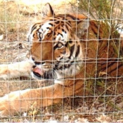 Photo de Tigre