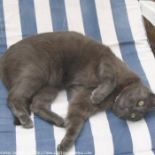 Photo de Chartreux