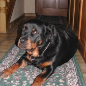 Photo de Rottweiler