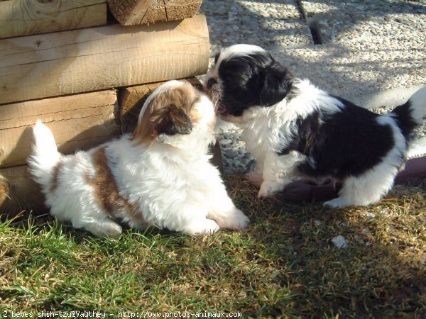 Photo de Shih tzu