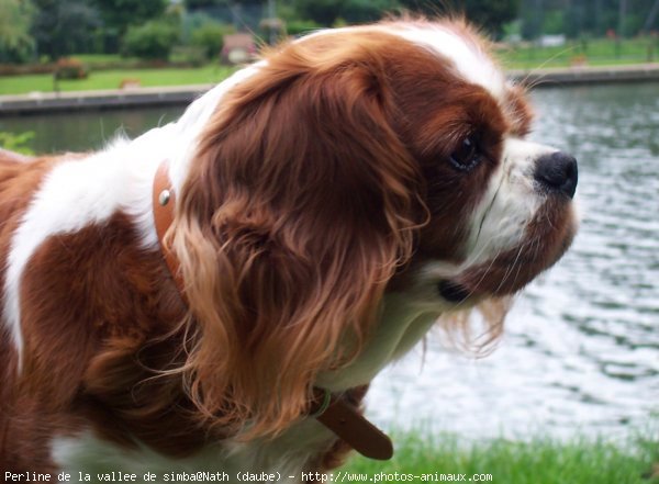 Photo de Cavalier king charles spaniel