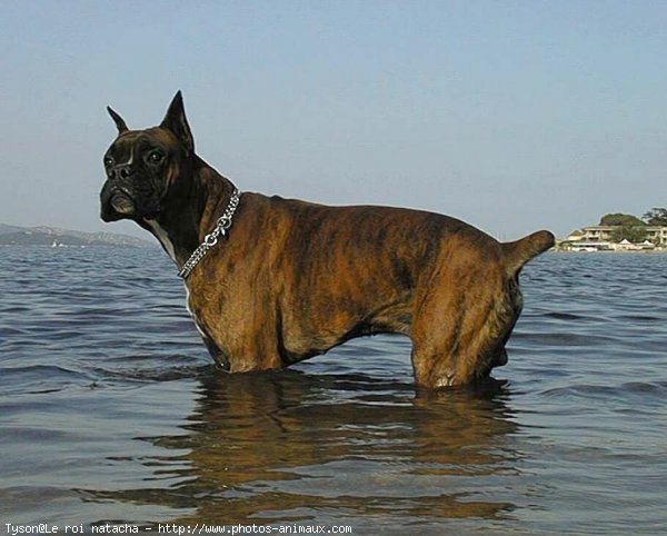 Photo de Boxer