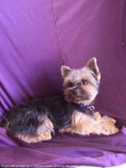 Photo de Yorkshire terrier