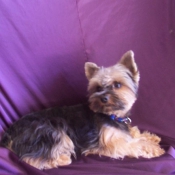 Photo de Yorkshire terrier