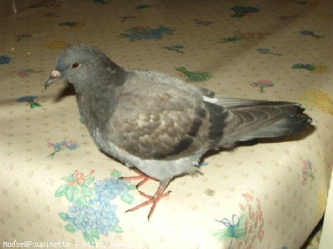 Photo de Pigeon