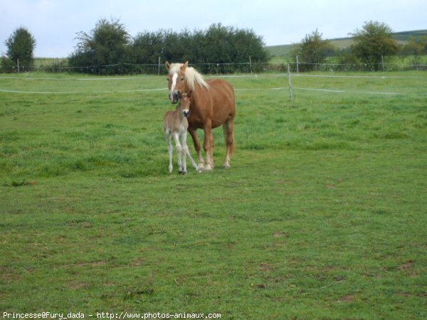 Photo de Haflinger