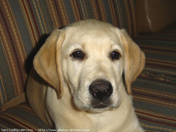 Photo de Labrador retriever