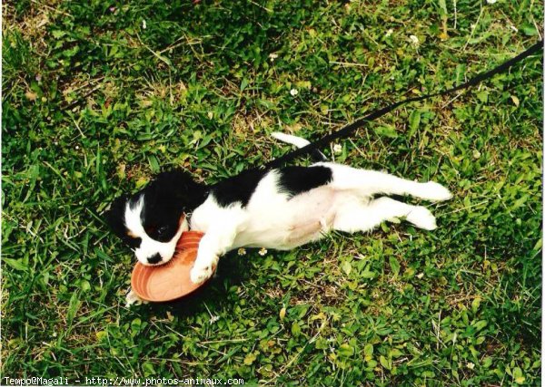 Photo de Cavalier king charles spaniel