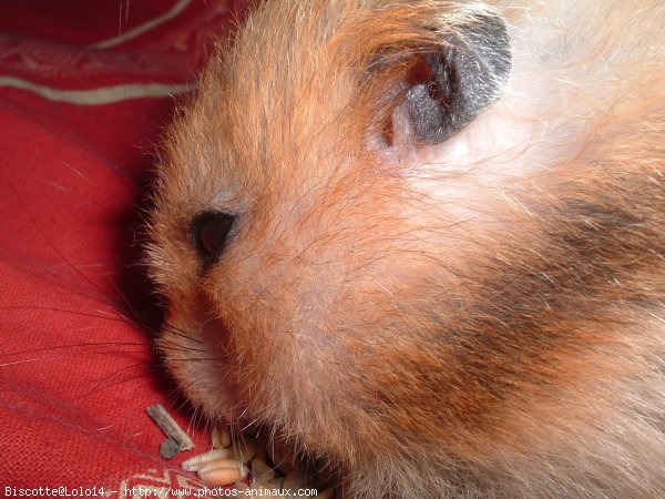 Photo de Hamster