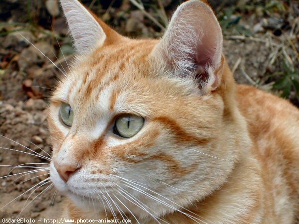 Photo de Chat domestique