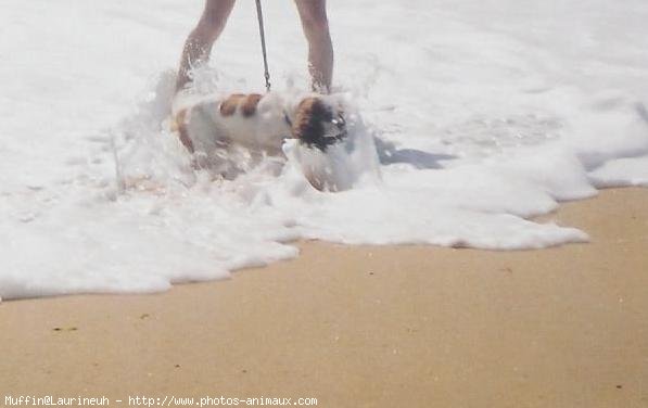 Photo de Cavalier king charles spaniel