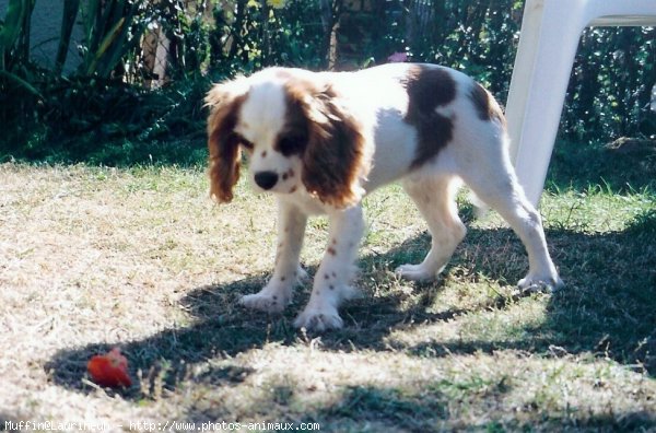 Photo de Cavalier king charles spaniel